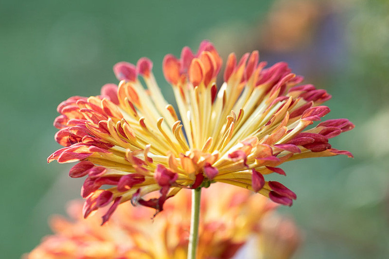 Spoon Chrysanthemum, Chrysanthemum